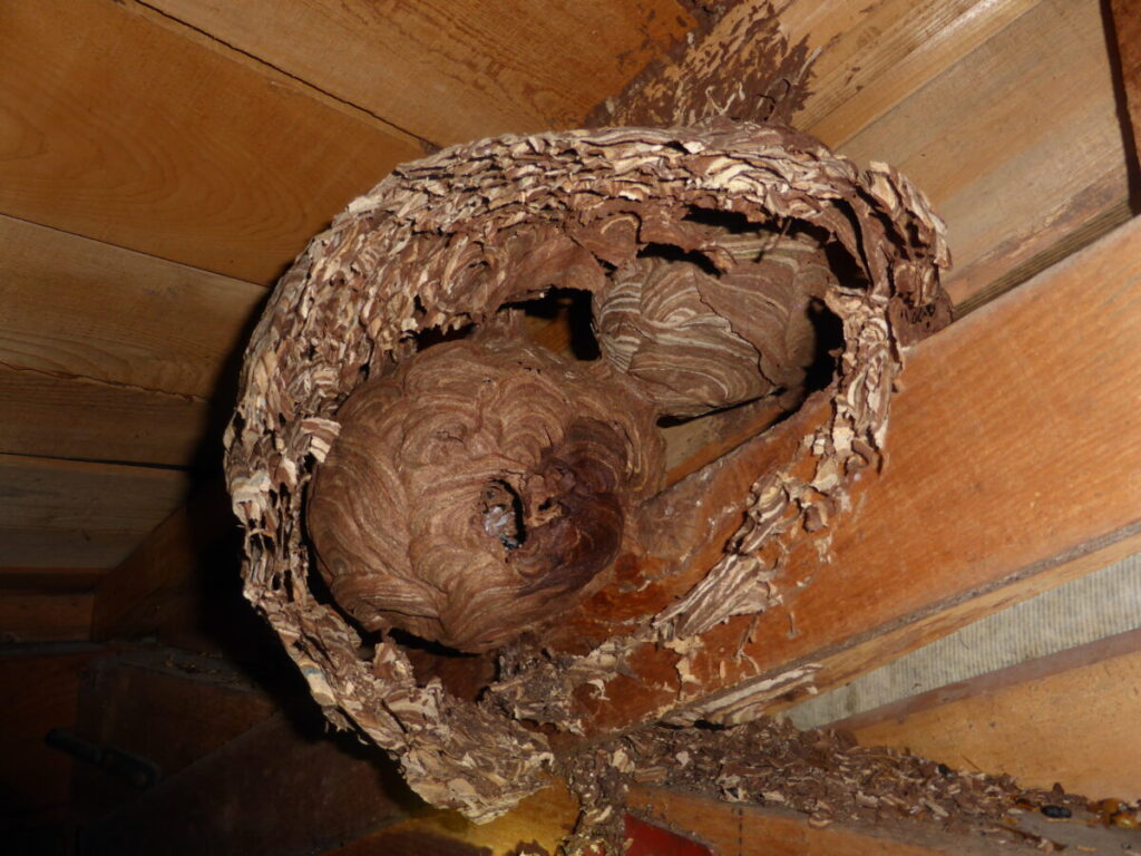 下呂市森の民家2階屋根裏(母屋の空気穴付近)にできたキイロスズメバチ駆除。過去の古巣の殻内部に営巣していた珍しい事例