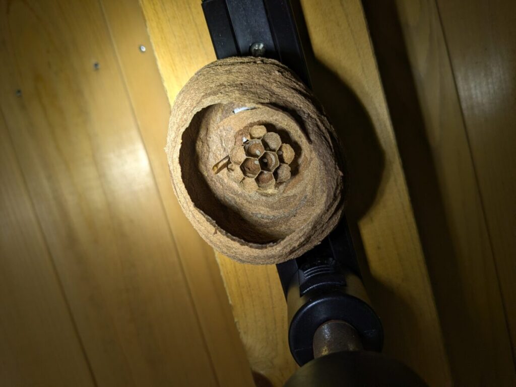 岐阜県恵那市で駆除した、屋外ダウンライトに作られたコガタスズメバチの初期の巣