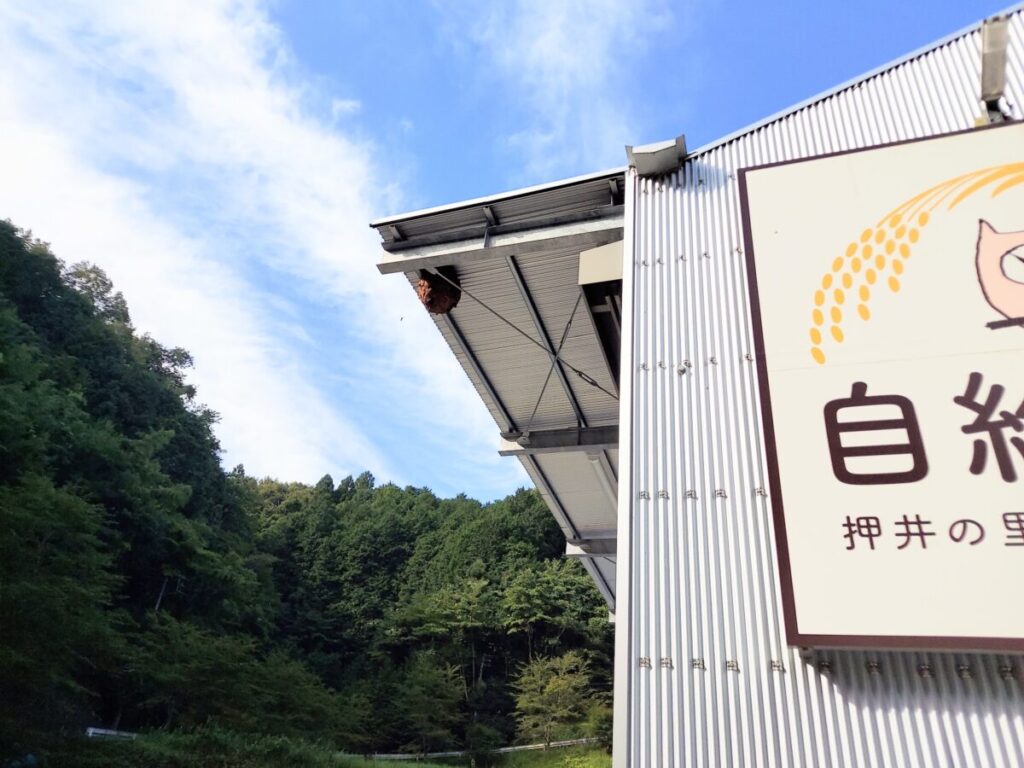 豊田市押井のライスセンター軒下にできたキイロスズメバチの巨大な引っ越し巣。山間部特有の勢力の強いコロニー。