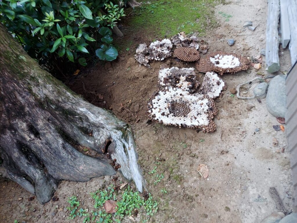 愛西市下東川町の県道沿いにある枯れ木の根元に営巣したオオスズメバチの駆除現場