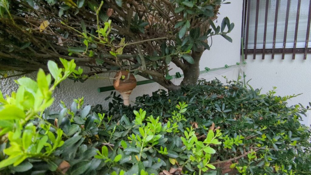 ​【一宮市】庭のツゲ（柘植）の木に営巣したコガタスズメバチの初期巣（一輪挿し・壺型）