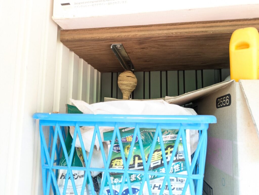 物置の棚に営巣したコガタスズメバチの初期巣。