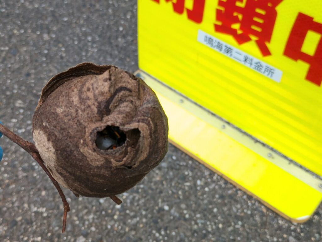 東区姫若町の料金所の垣根に営巣したコガタスズメバチの巣