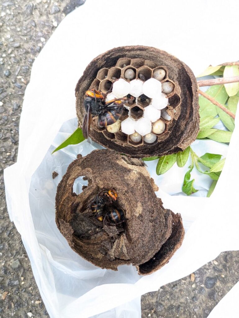 戻り蜂を逆算するため巣盤を取り出し育房と蜂の数を確認している状況。