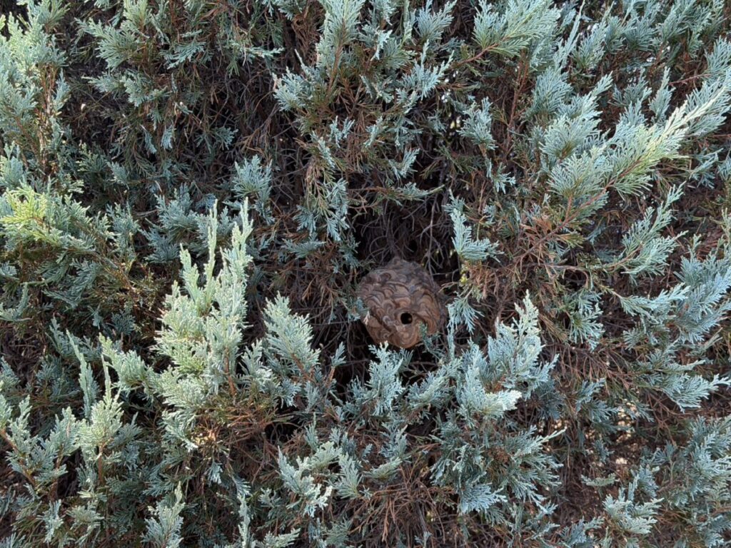 愛知県豊明市大久伝町中の庭に植えられたコニファー。高さ2m超の枝葉に隠れるように営巣した、直径ハンドボールほどのコガタスズメバチの巣。