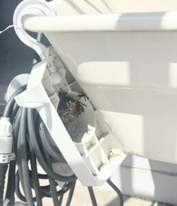 三重県亀山市天神 ベランダ流し台のホースリール裏に営巣したアシナガバチの巣