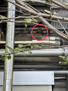 岐阜県関市 工場設備点検通路裏のコガタスズメバチの巣