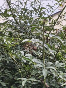 三重県津市豊ヶ丘 モッコウバラの枝に営巣したコガタスズメバチの巣