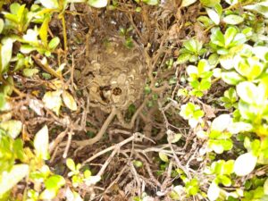 岐阜県岐南町八剣 ツツジの木の中に営巣したコガタスズメバチの巣