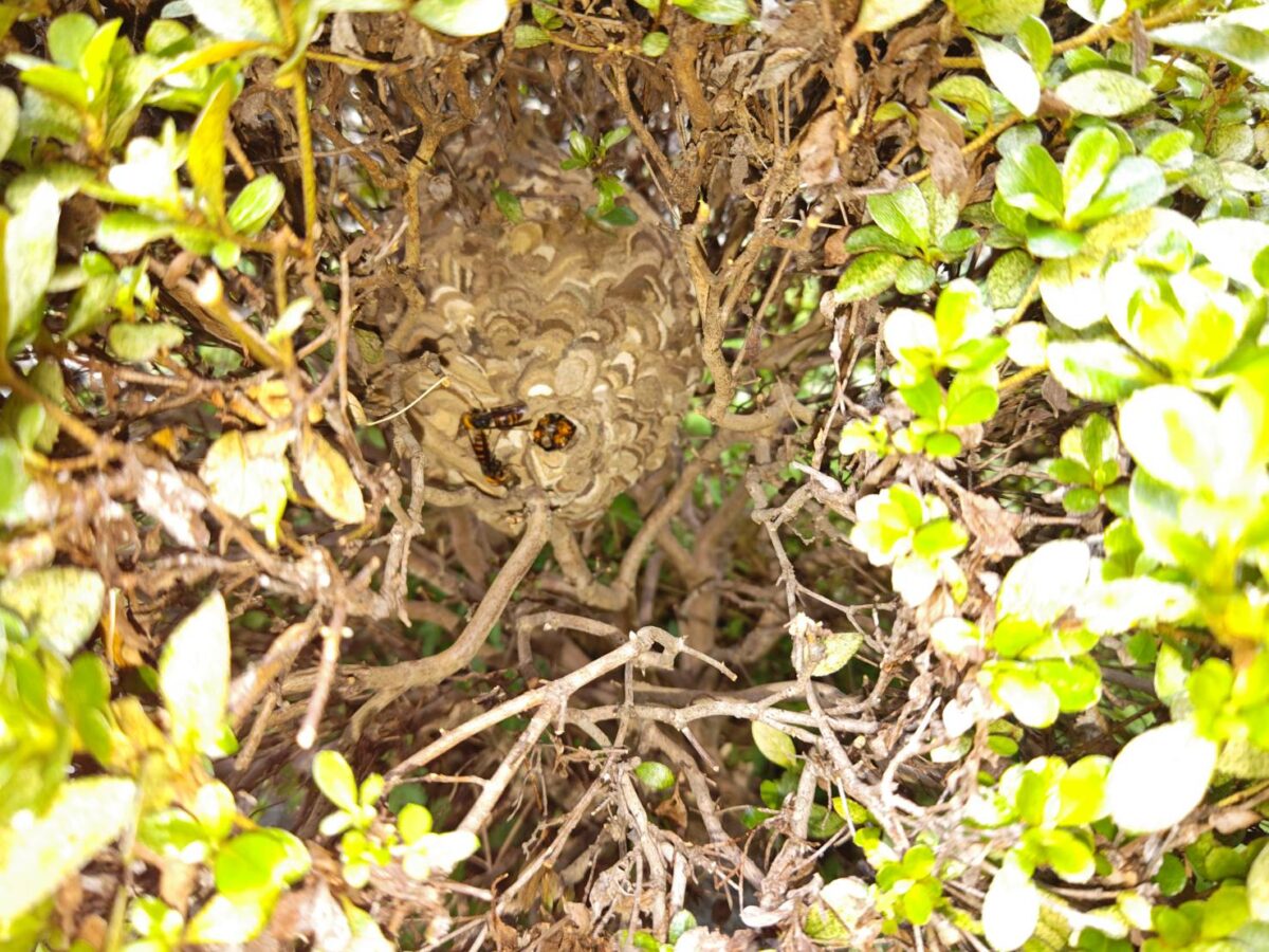 岐阜県岐南町八剣 ツツジの木の中に営巣したコガタスズメバチの巣
