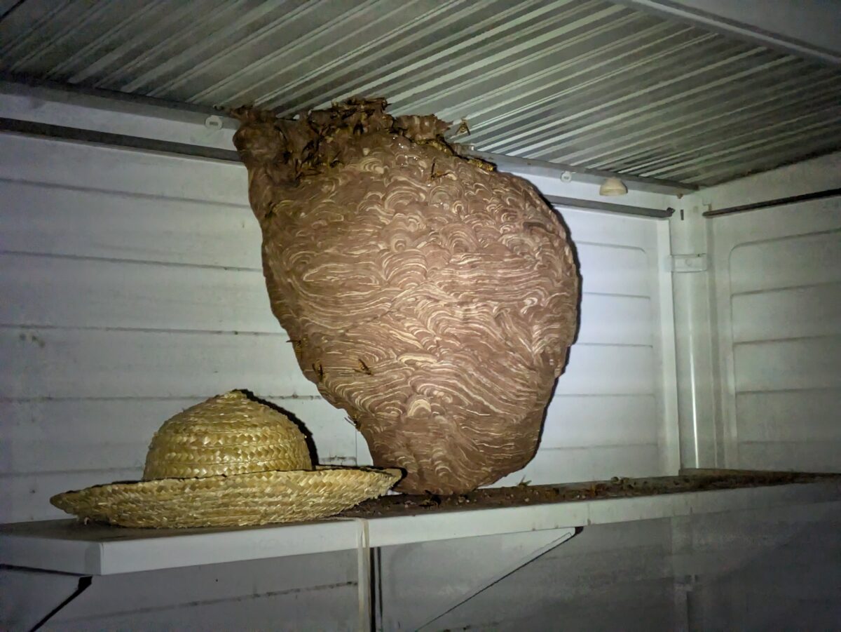 岐阜県関市板取 物置内に営巣したキイロスズメバチの巣
